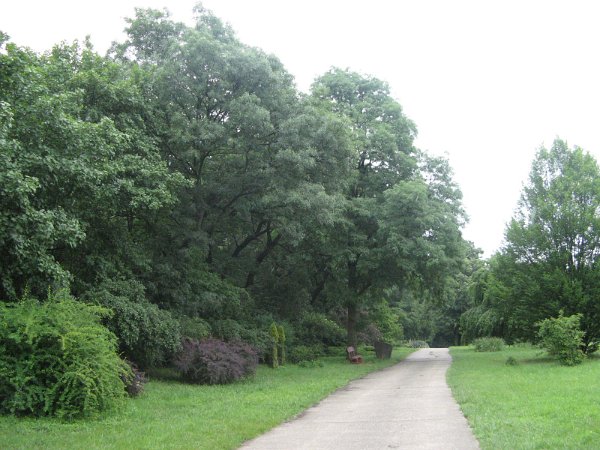 Szarvas 016